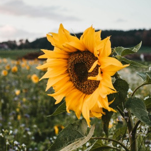 image of a sunflower